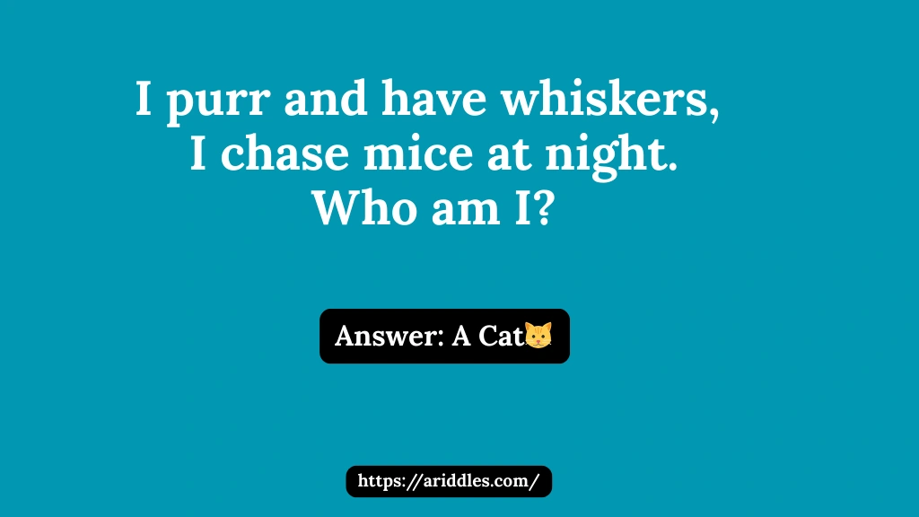Cat Riddles